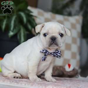 River, French Bulldog Puppy